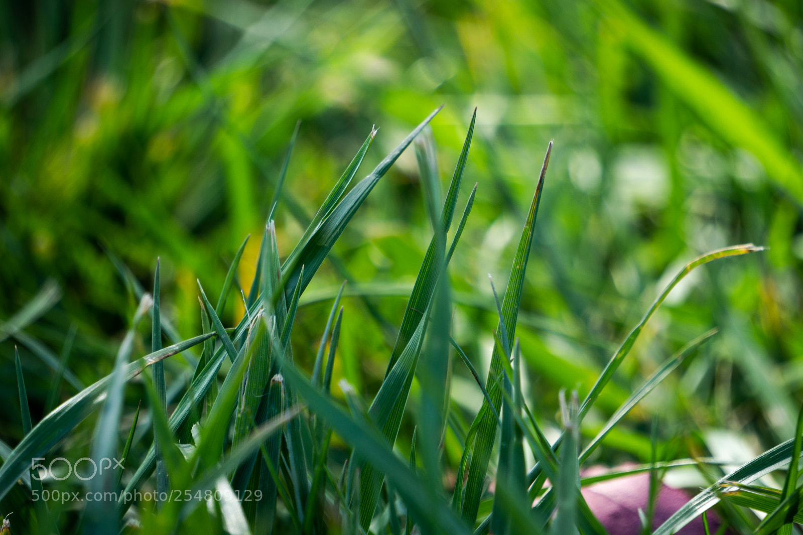 Sony a6000 sample photo. Grass closeup photography