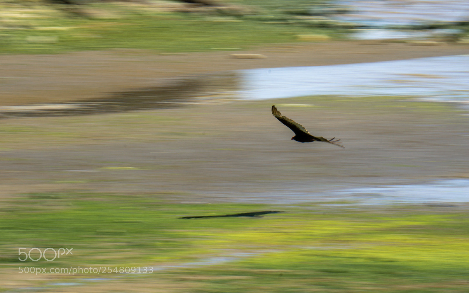 Sony a6000 sample photo. Hunting vulture photography