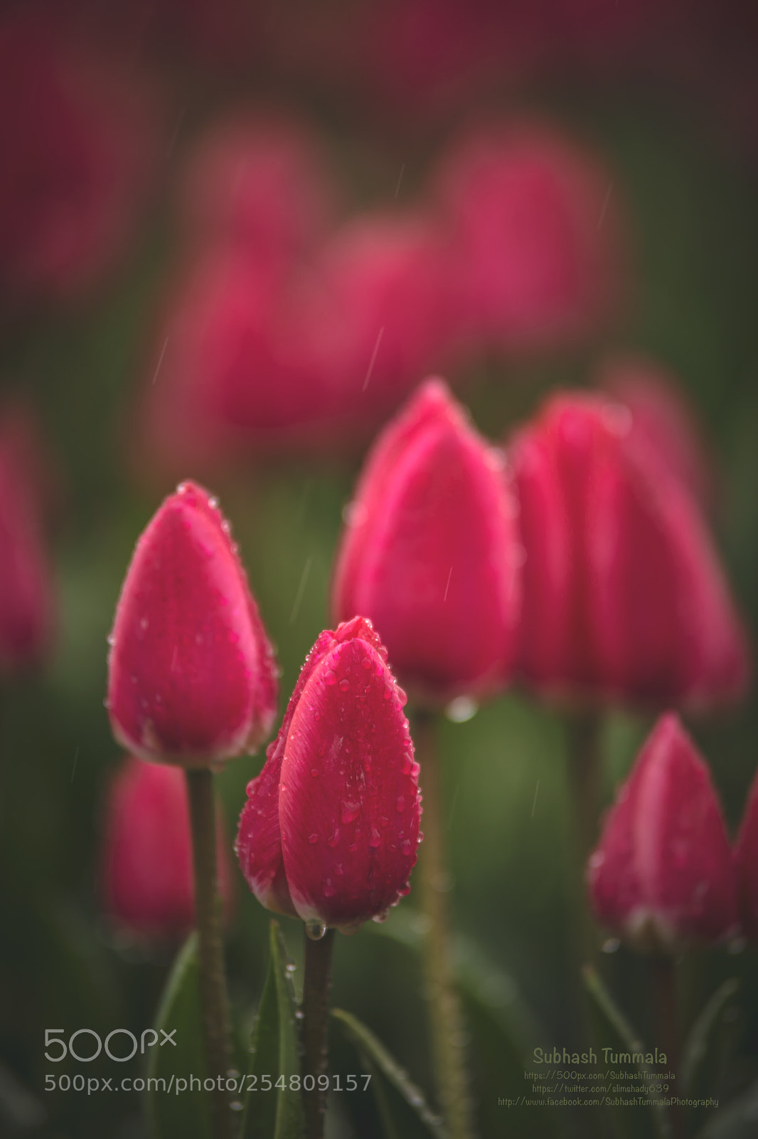 Canon EOS 5D Mark IV sample photo. Wet and renewed photography