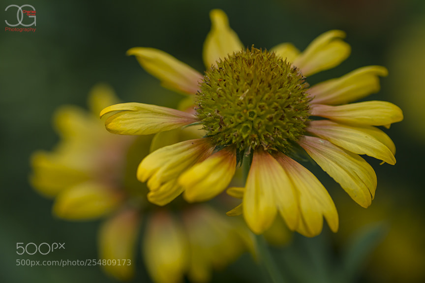 Canon EOS 7D sample photo. Yellow flowers photography