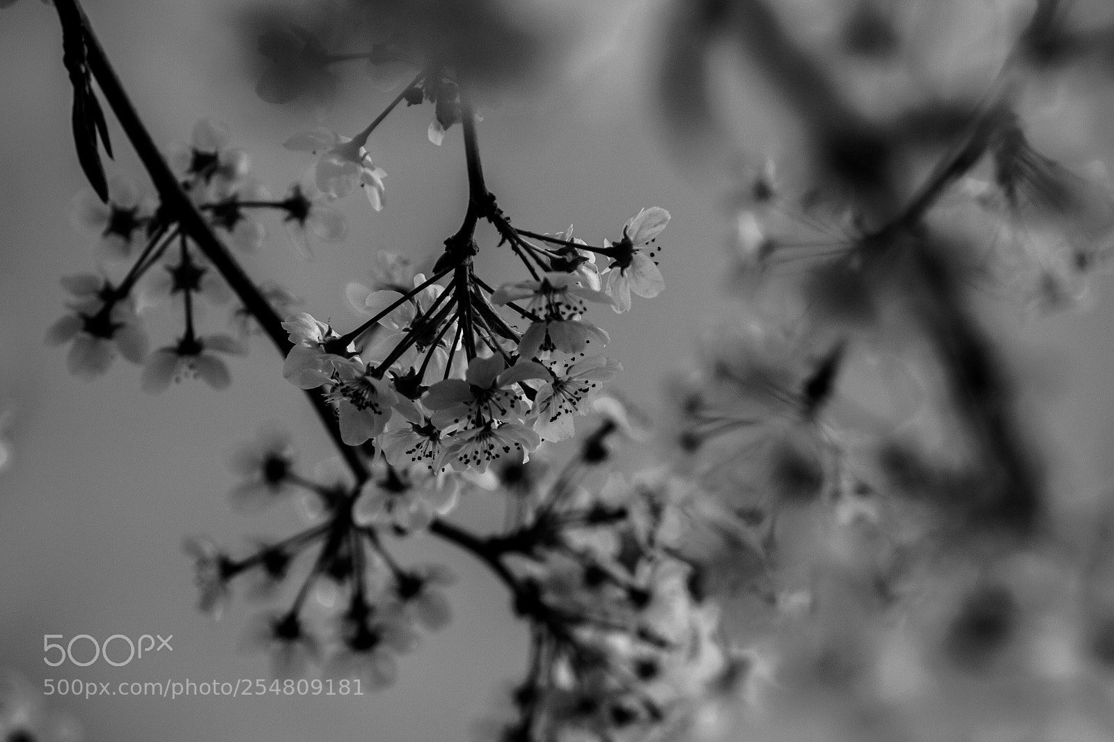 Nikon D3100 sample photo. Spring everlast photography