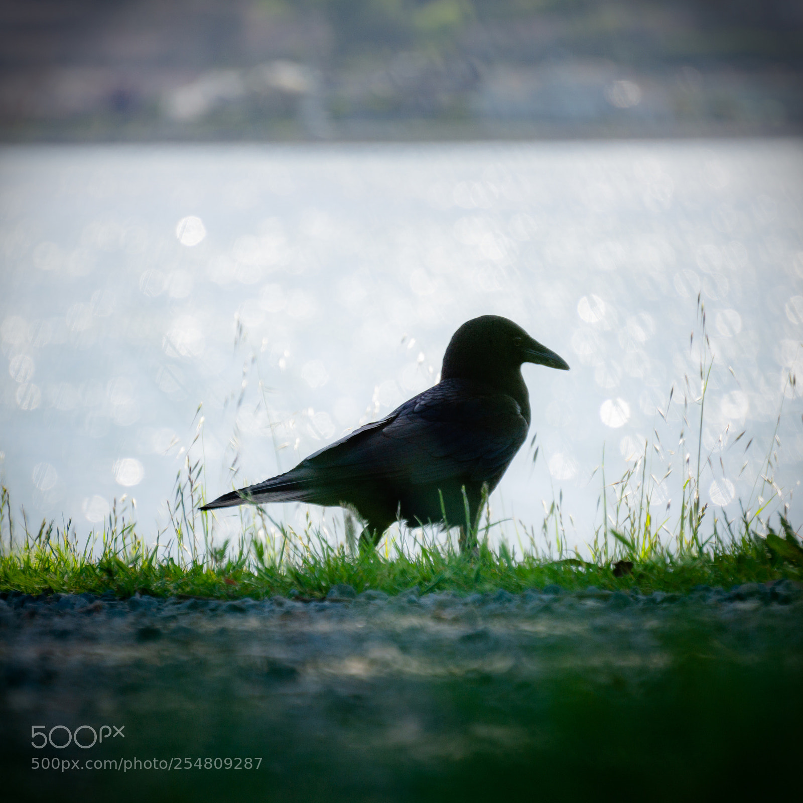 Sony a6000 sample photo. Black bird photography