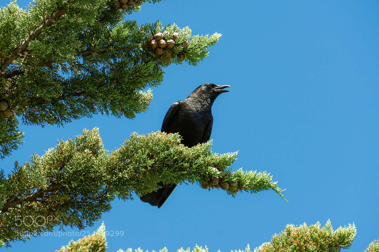 Sony a6000 sample photo. Looking from the tree photography