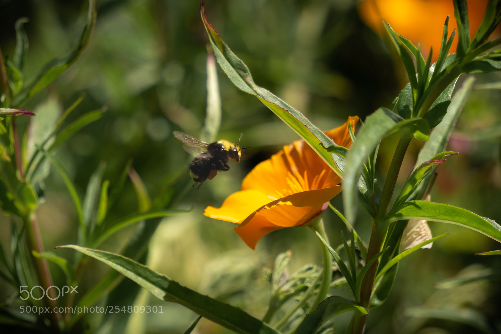 Sony a6000 sample photo. Bee- boop photography