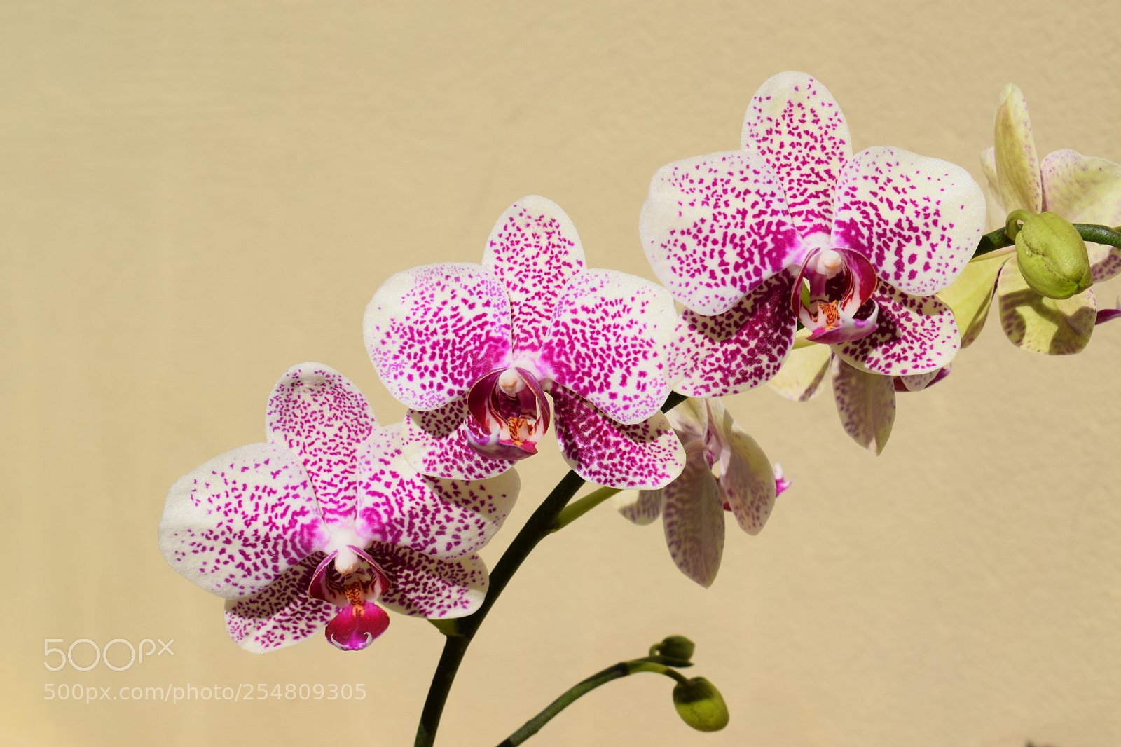 Nikon D3300 sample photo. Phalaenopsis orchid photography