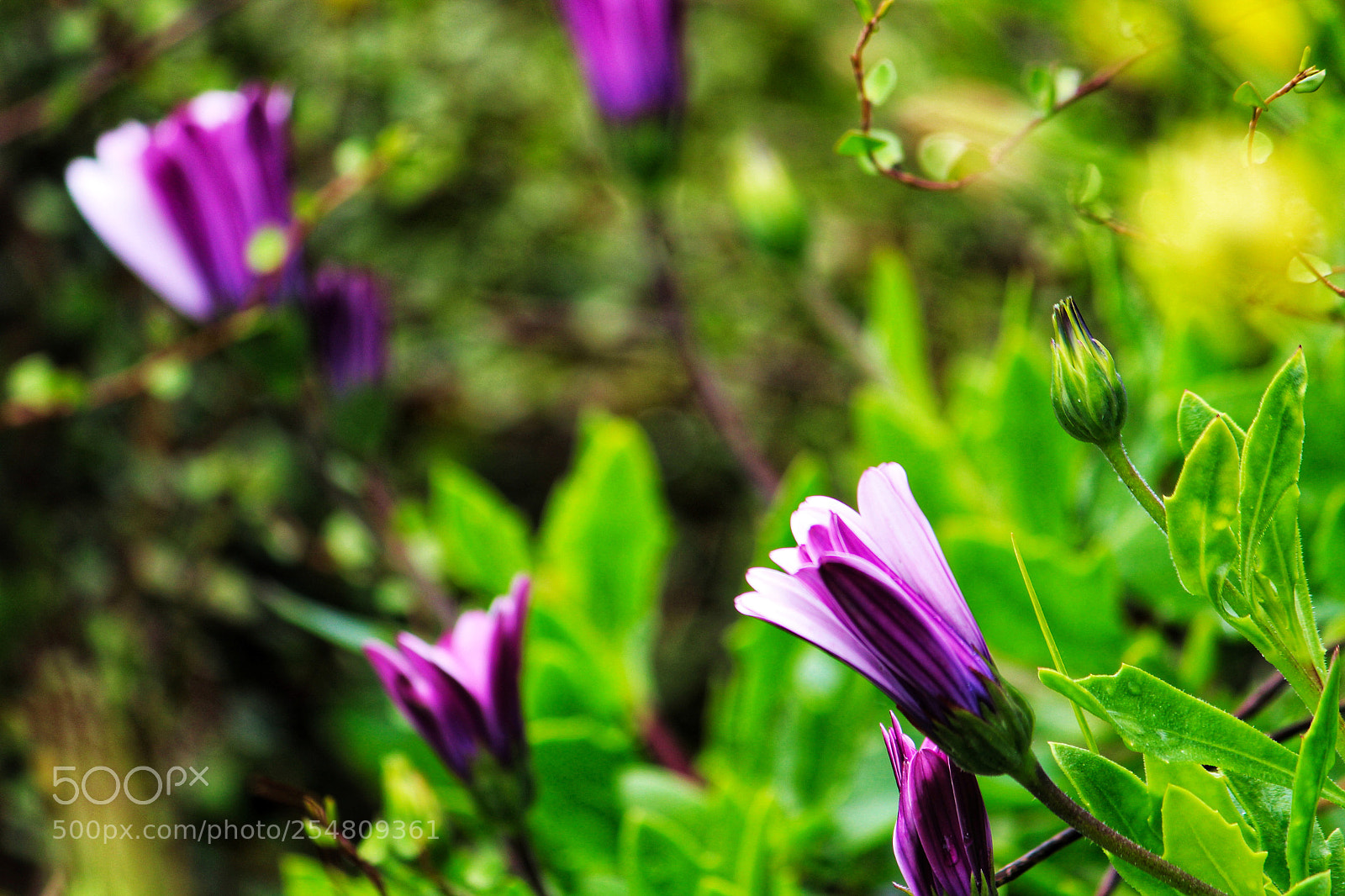 Canon EOS M sample photo. Untitled photography