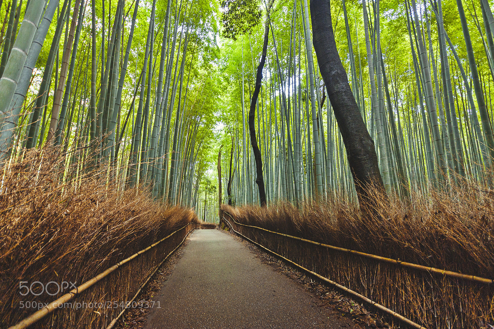 Canon EOS 450D (EOS Rebel XSi / EOS Kiss X2) sample photo. Arashiyama bamboo forest photography