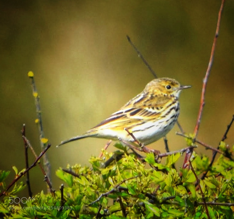 Nikon D3300 sample photo. Little bunting photography