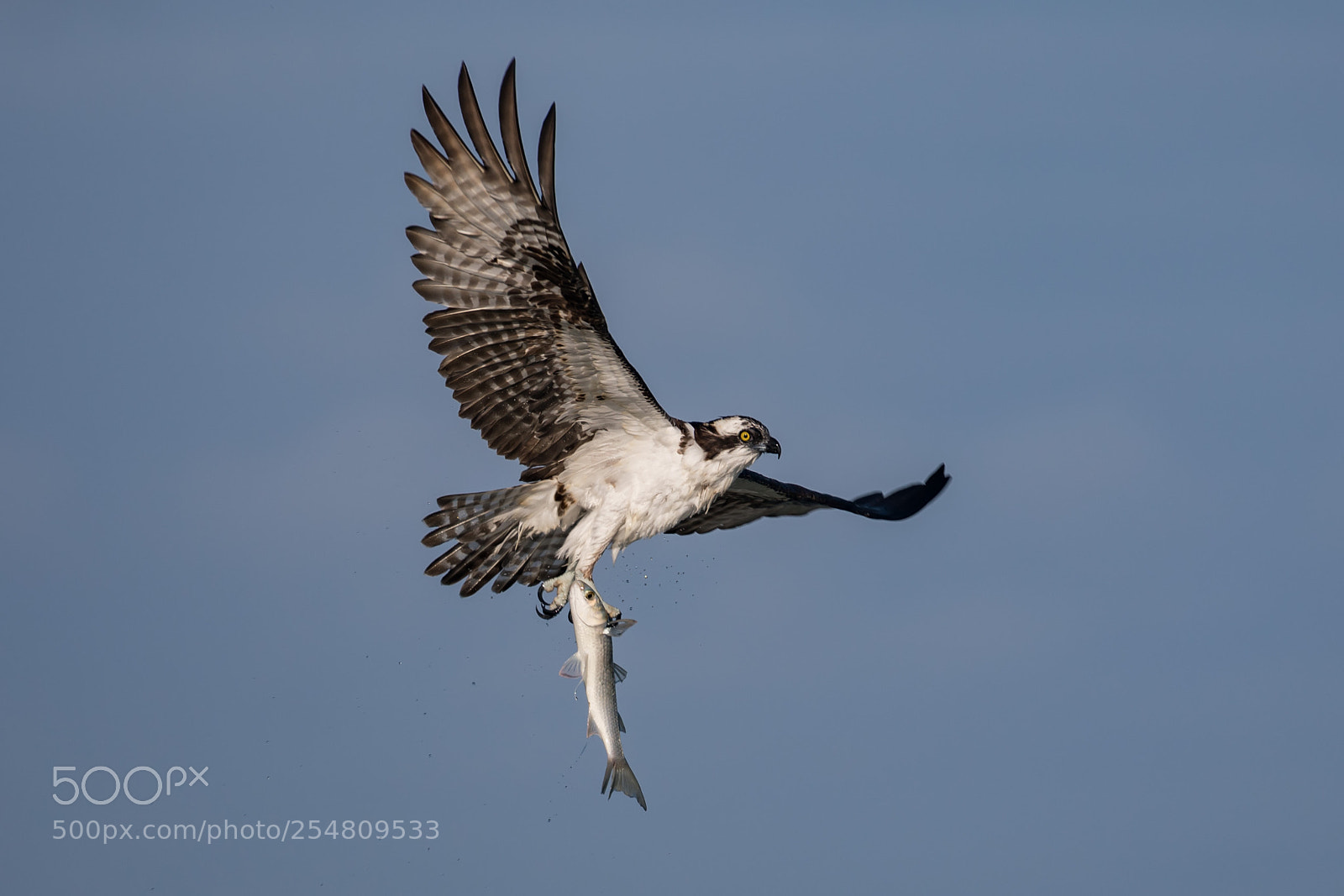 Canon EOS 5D Mark IV sample photo. Osprey photography