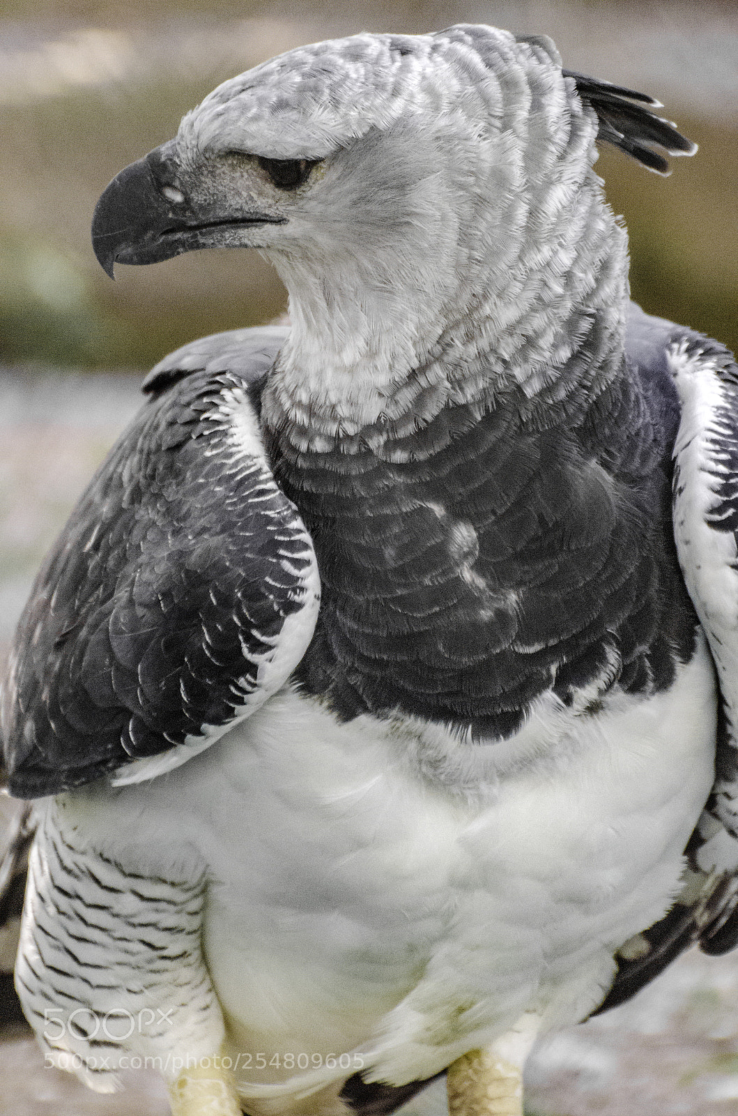 Nikon D7000 sample photo. Harpy photography
