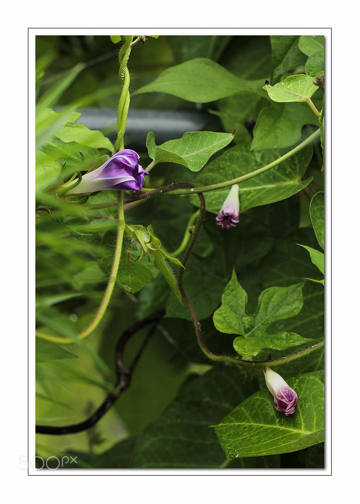 Canon EOS 60D sample photo. 나팔꽃 photography