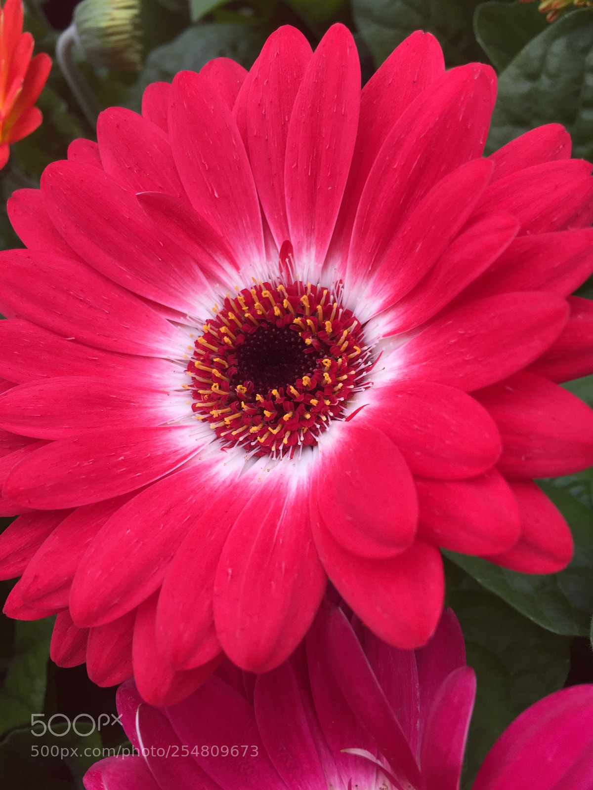 Apple iPhone 6 sample photo. The inner circle photography