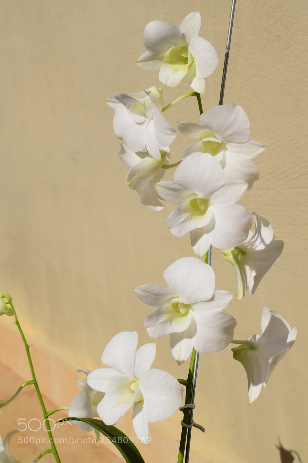 Nikon D3300 sample photo. Denphal orchid photography