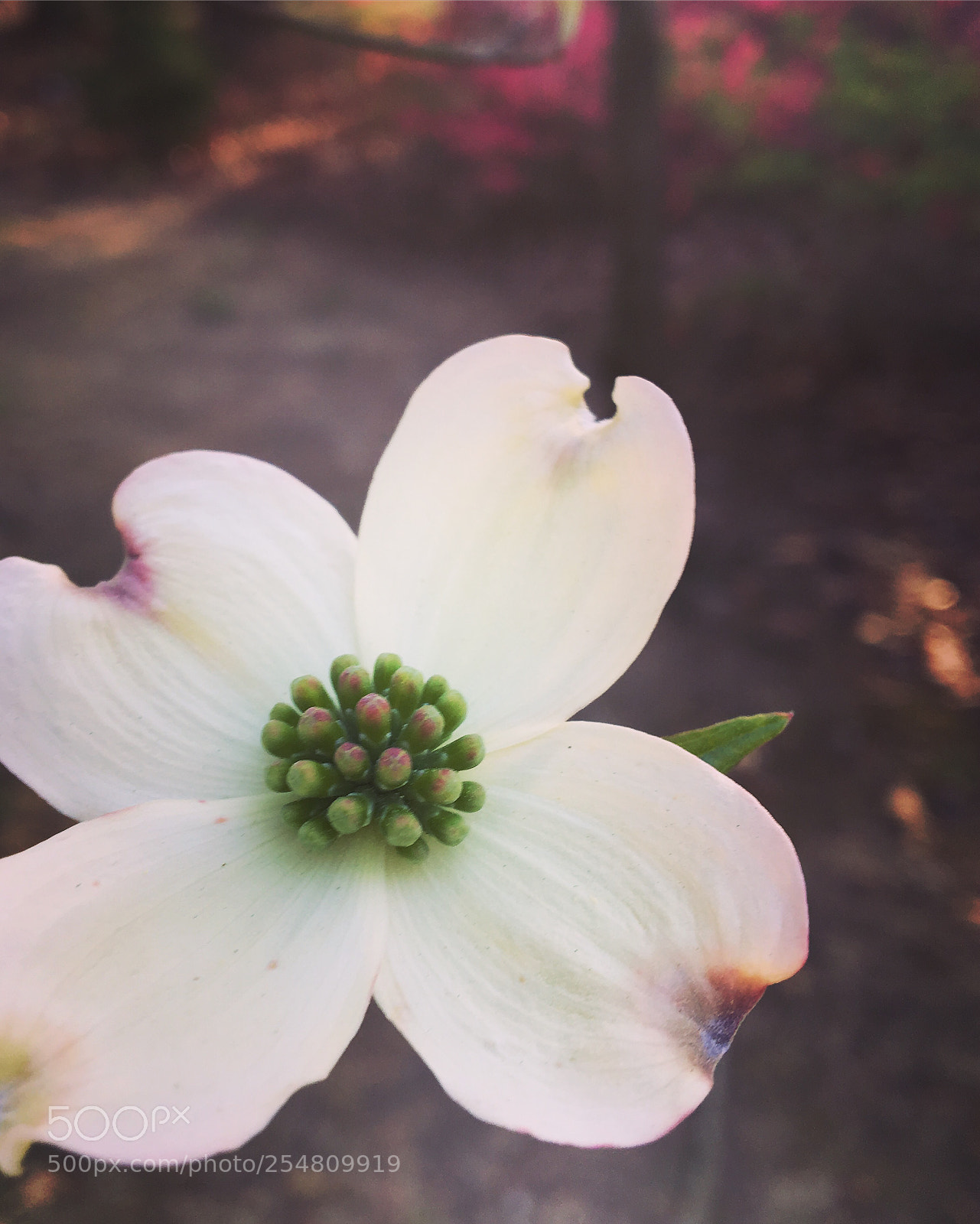 Apple iPhone 6s sample photo. Dogwood bloom photography