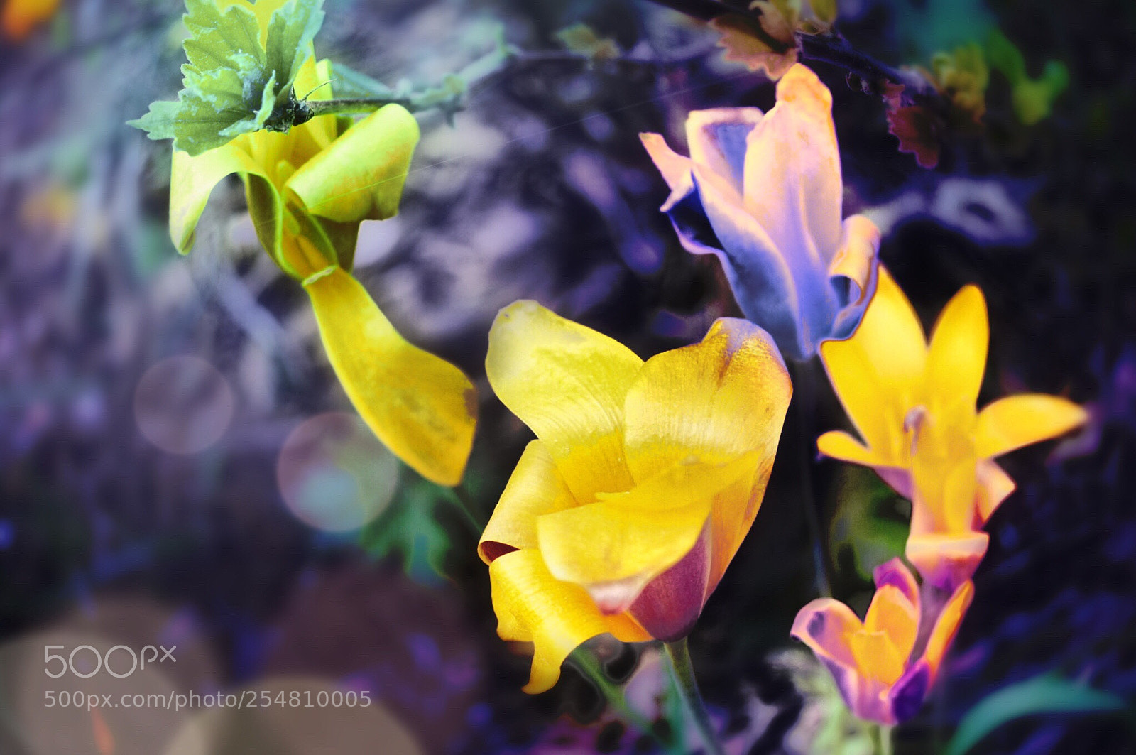 Olympus OM-D E-M10 II sample photo. Flower bucket  photography