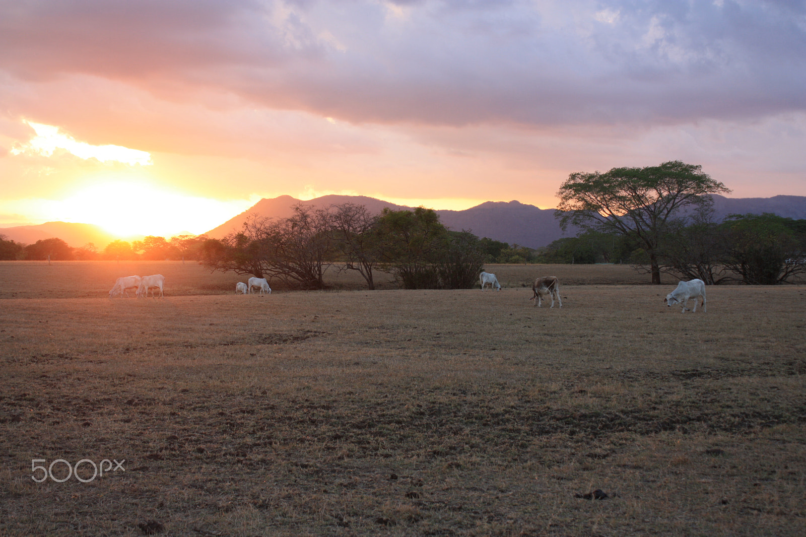 Canon EOS 450D (EOS Rebel XSi / EOS Kiss X2) sample photo. Sunset in guanacaste photography