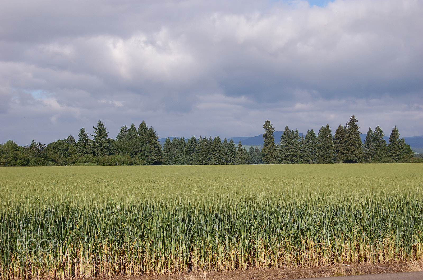 Nikon D50 sample photo. Cornfields photography