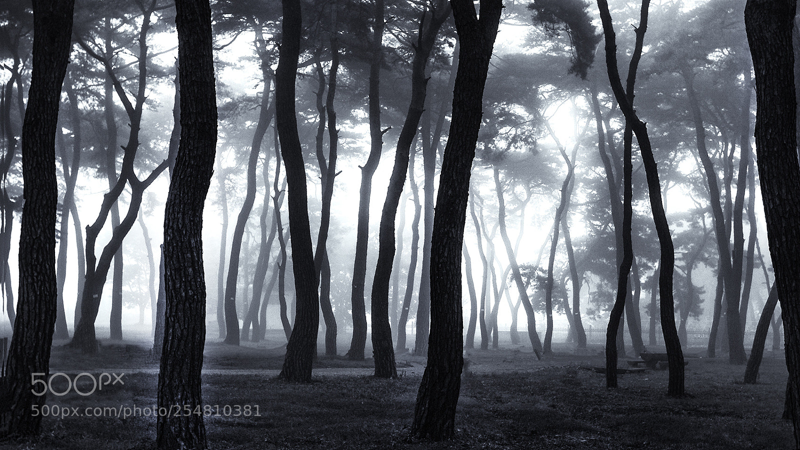 Canon EOS 30D sample photo. Foggy pine forest photography