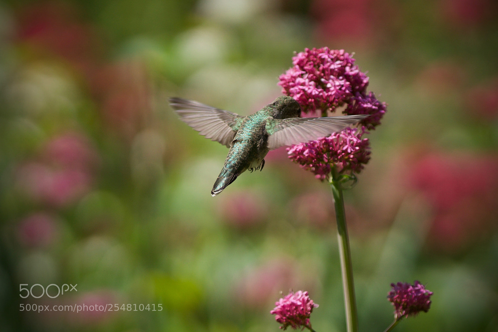 Sony a6000 sample photo. Flower food photography