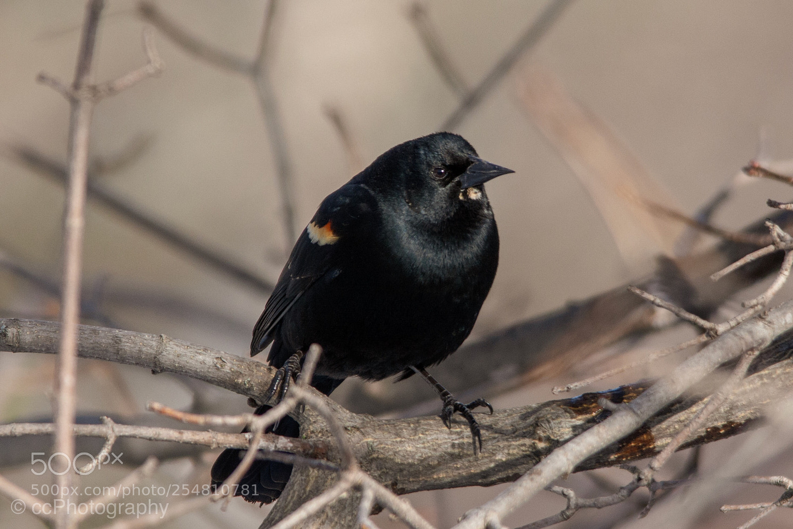 Nikon D7100 sample photo. Red winged blackbird photography