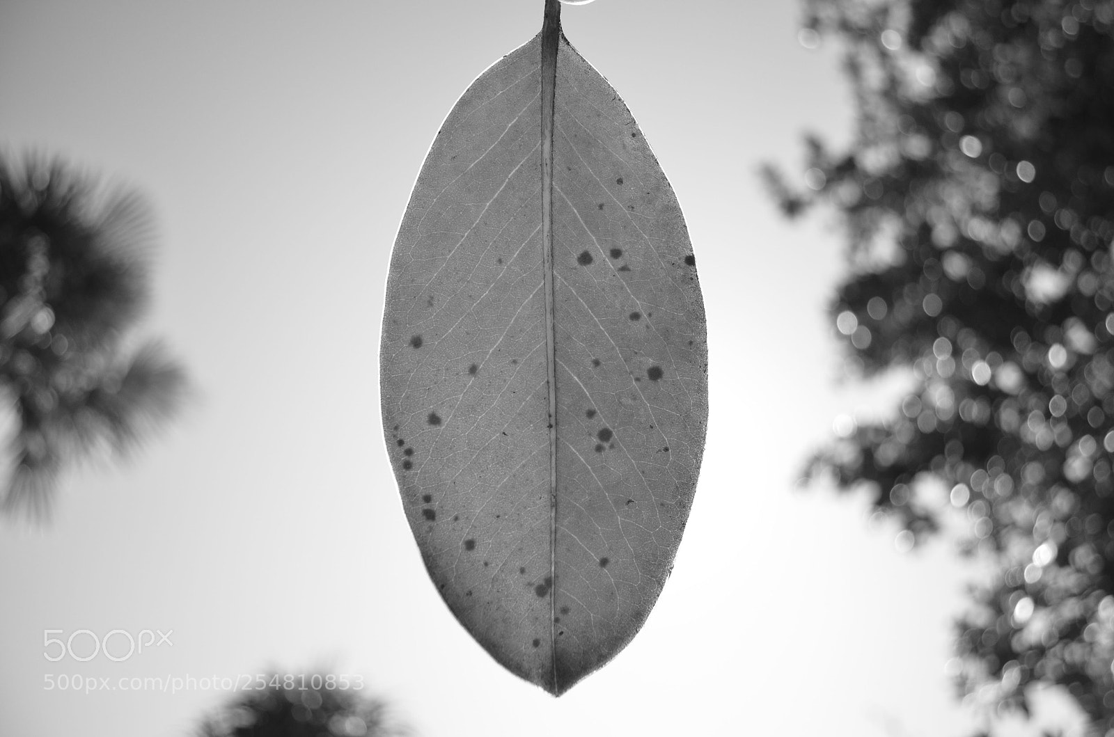 Nikon D5100 sample photo. Untitled photography
