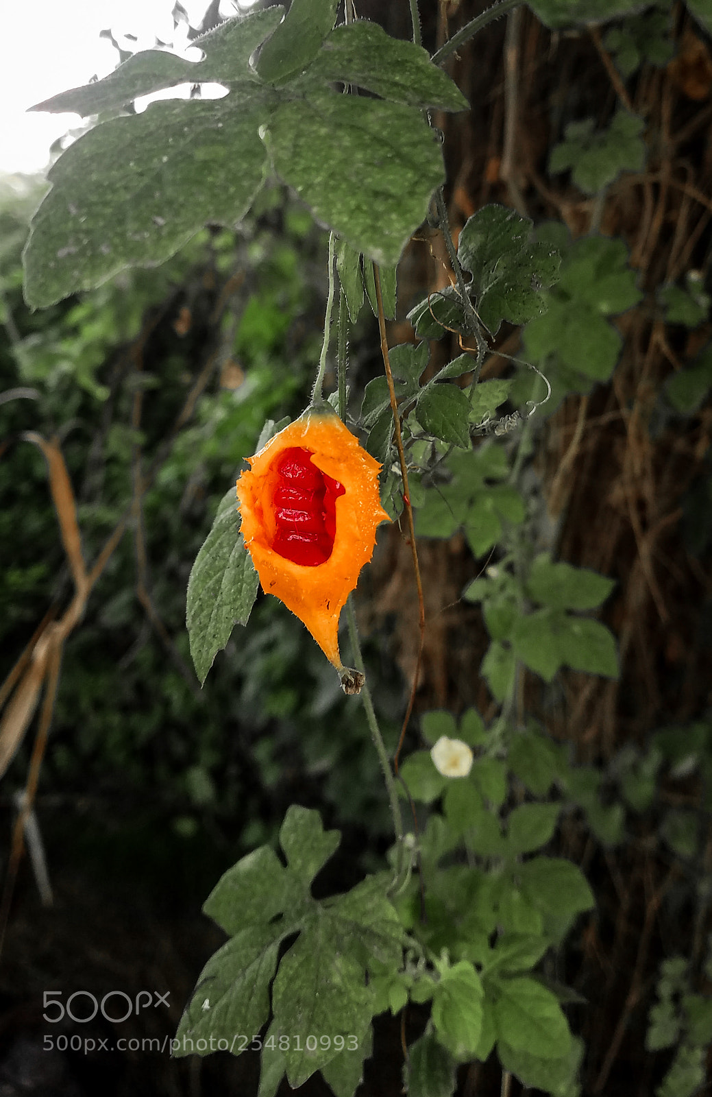 Samsung Galaxy S7 Edge sample photo. ¡devorado a la mitad! photography