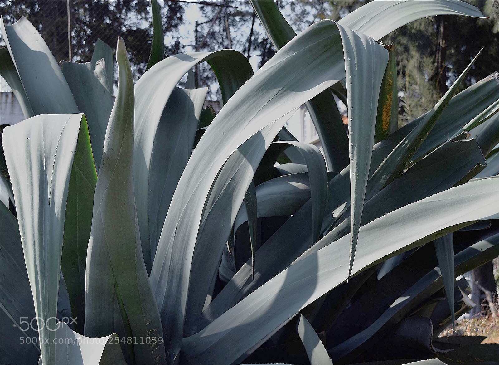 Nikon D3300 sample photo. Green blades photography