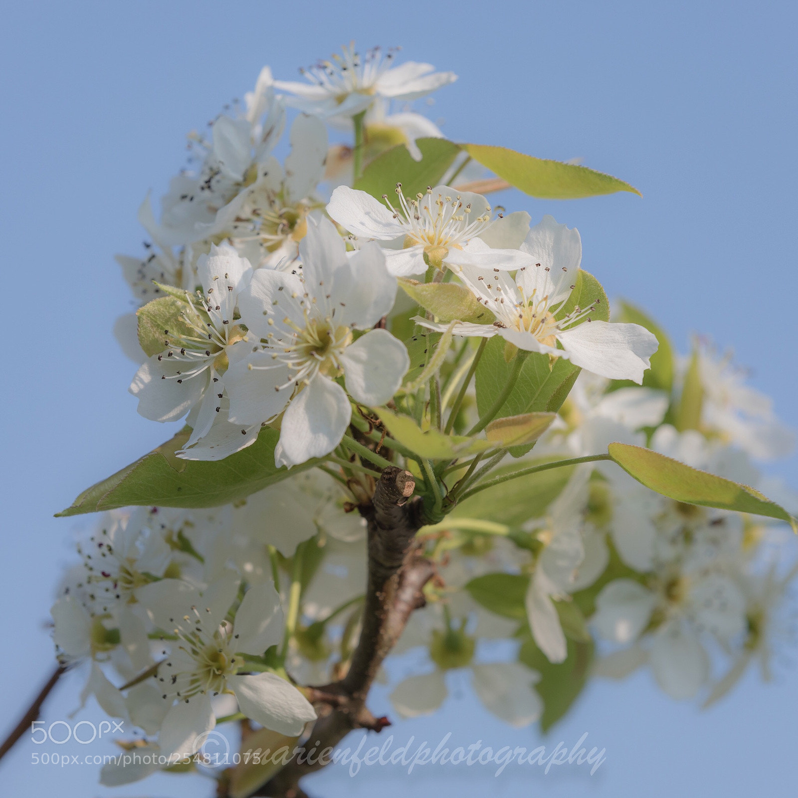Canon EOS 5D Mark IV sample photo. Apple blossom  photography