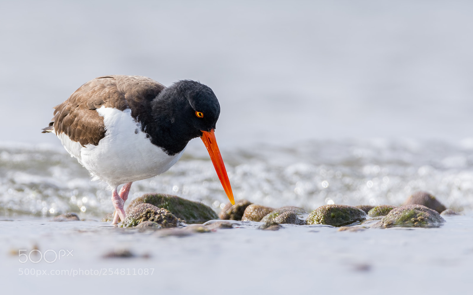 Nikon D7200 sample photo. American oystercatcher photography