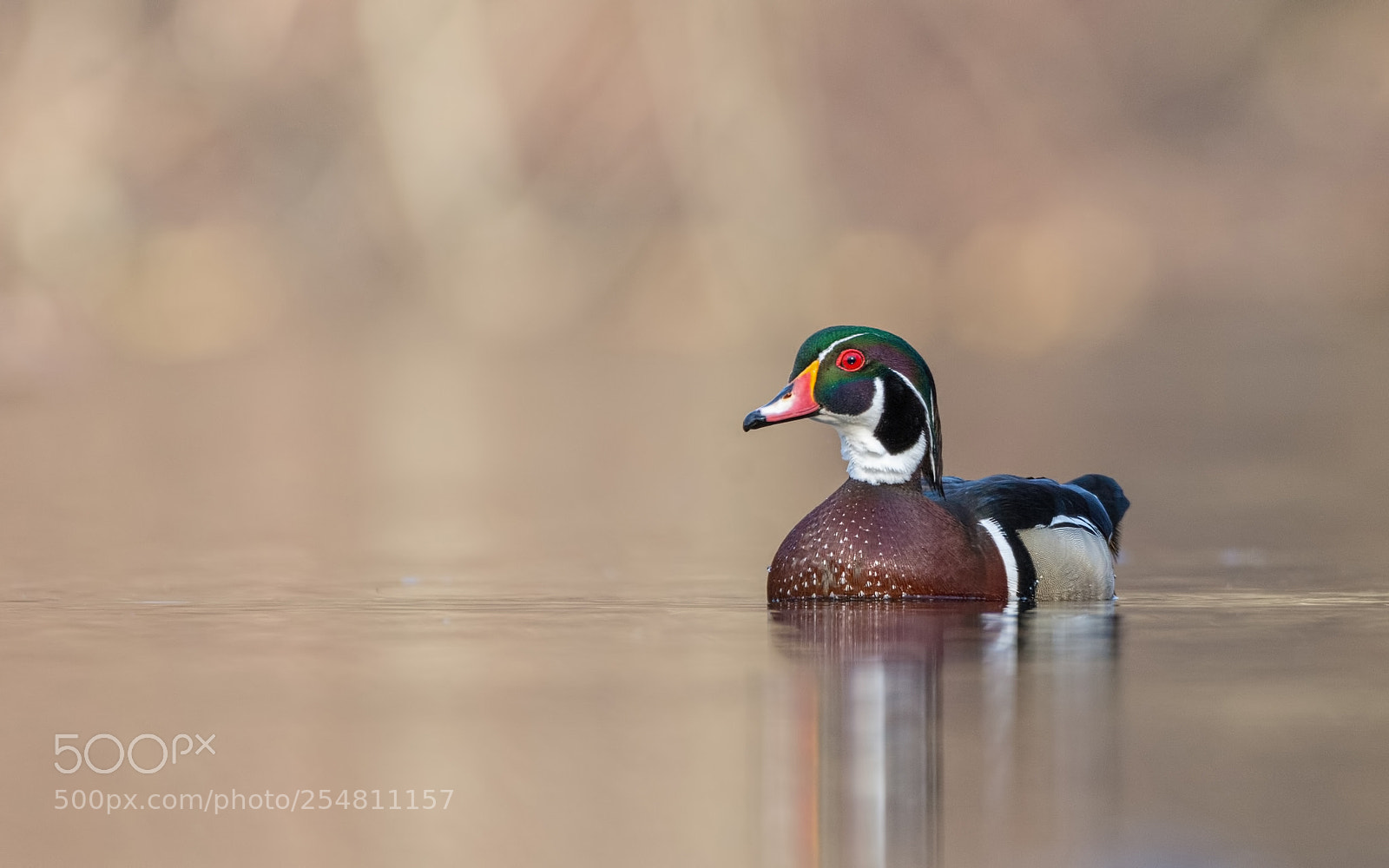 Nikon D7200 sample photo. Wood duck photography