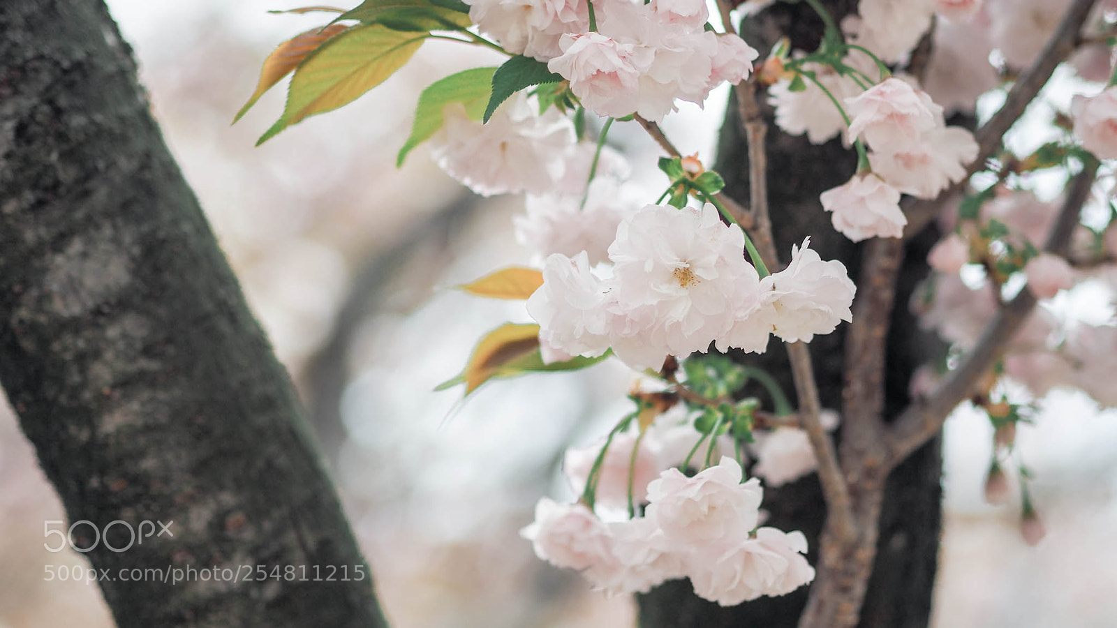 Olympus OM-D E-M10 II sample photo. White cherry blossom photography
