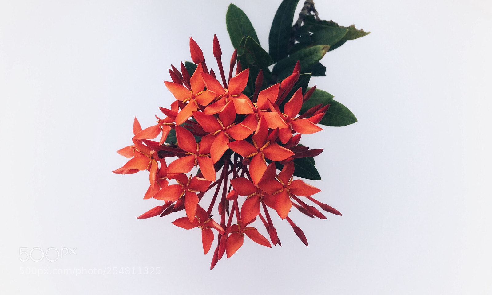 Apple iPhone 5s sample photo. Red flowers  photography