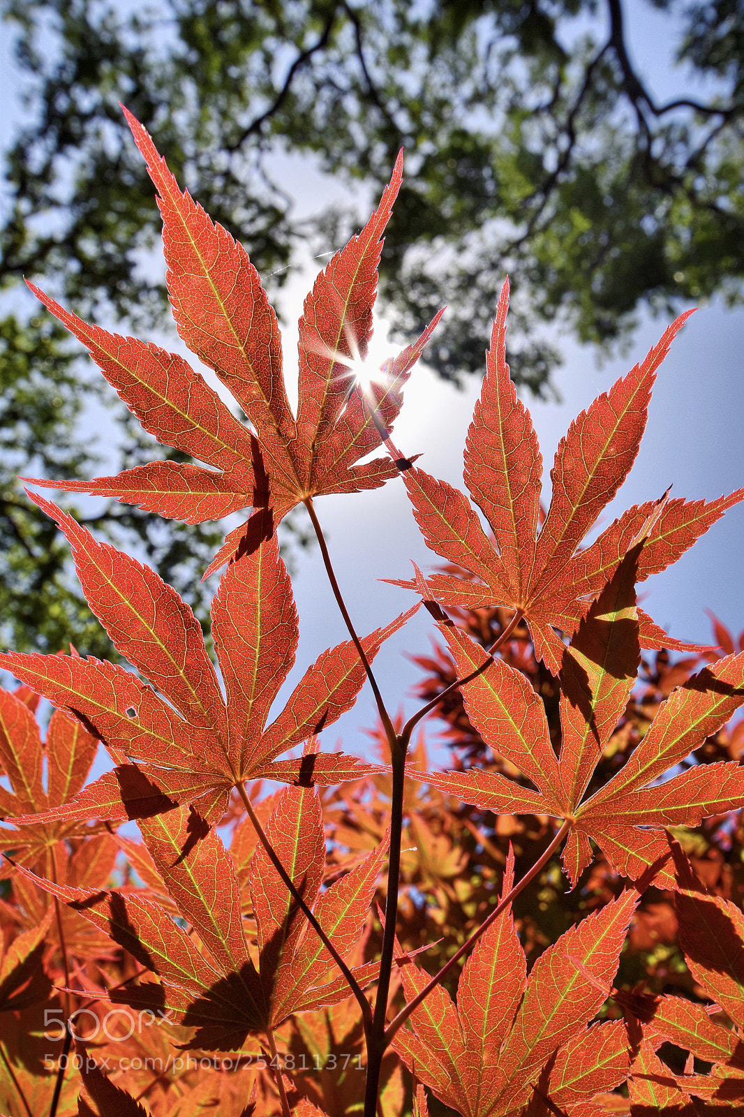 Nikon D5300 sample photo. Leaves on fire photography