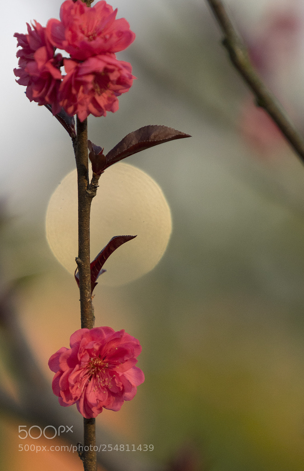 Sony a7 II sample photo. _dsc8605.1.jpg photography