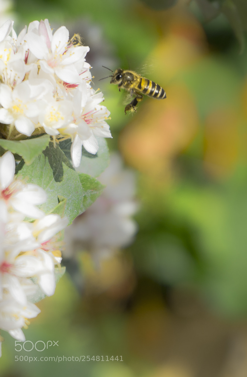 Sony a7 II sample photo. _dsc8875.1.jpg photography