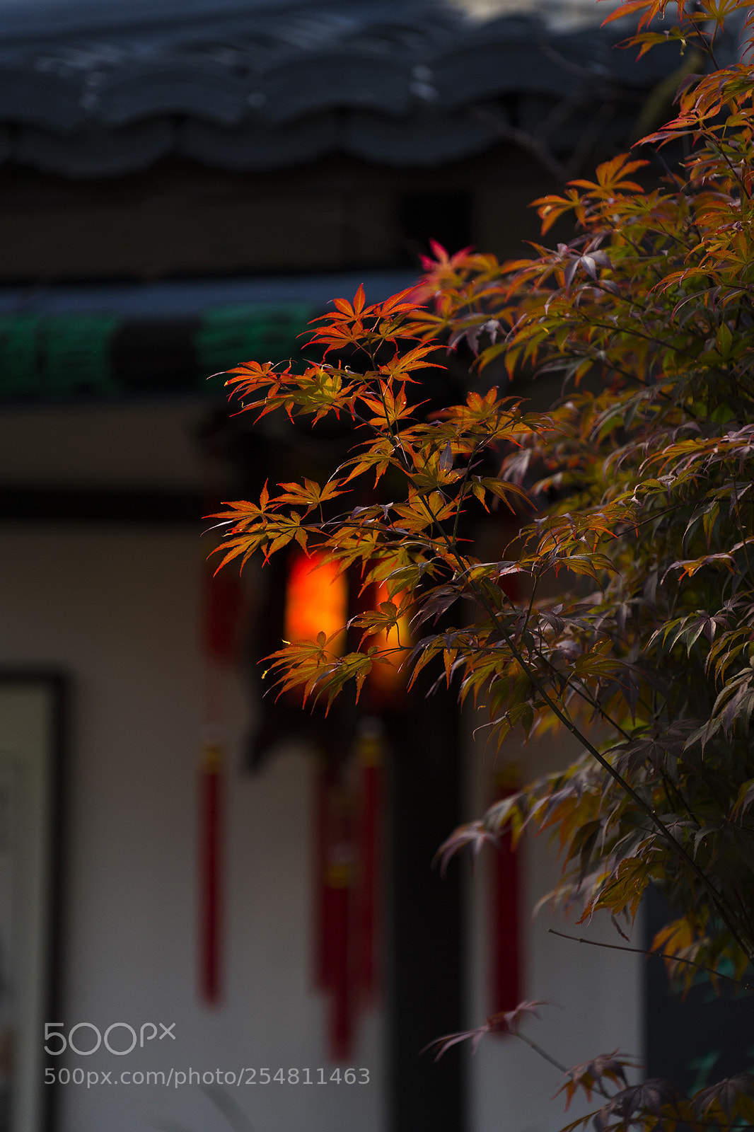 Sony a7 II sample photo. _dsc8504.1.jpg photography