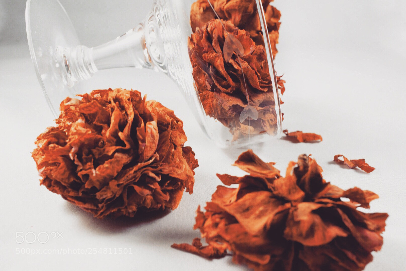 Sony a6000 sample photo. Dried flowers photography