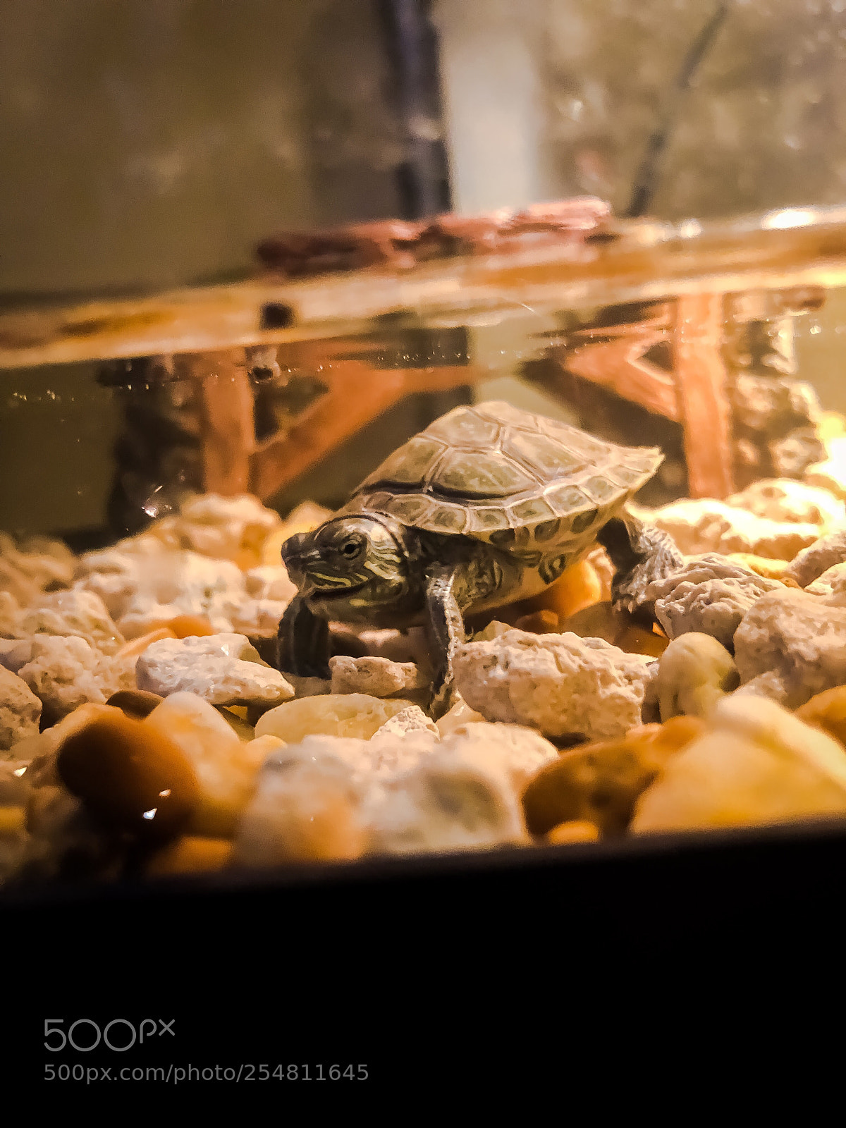 Apple iPhone 8 Plus sample photo. Tiny turtle photography