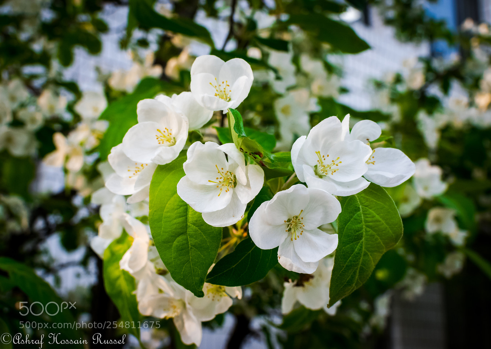 Nikon D5300 sample photo. Spring'2018 photography
