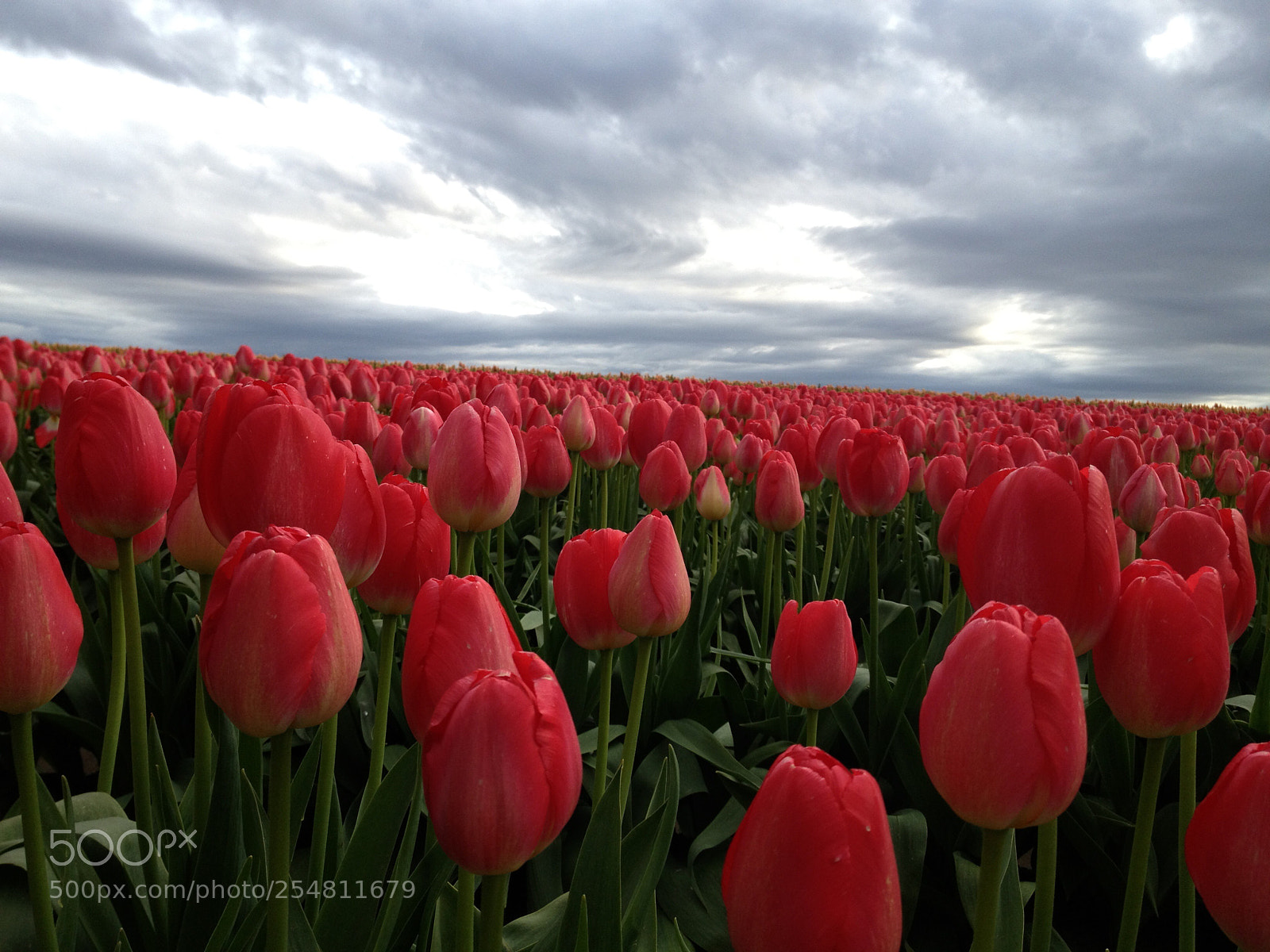Apple iPhone 4S sample photo. Tulips tiptoe photography