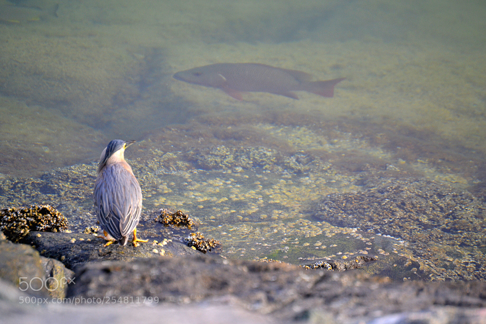 Nikon D3100 sample photo. Bird with fish  photography