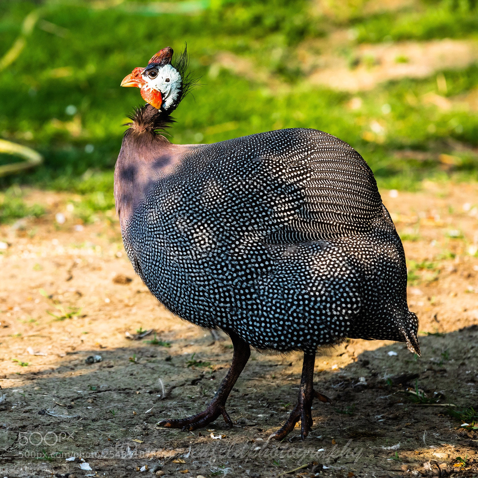Canon EOS 5D Mark IV sample photo. Guinea-fowl photography