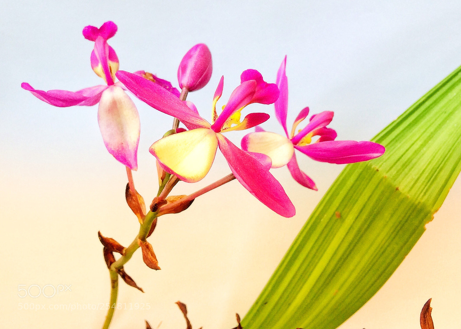 Apple iPhone 5s sample photo. Orchids  photography