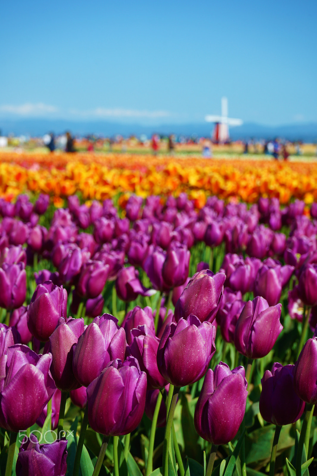 Sony FE 28-70mm F3.5-5.6 OSS sample photo. Wooden shoe tulip festival, woodburn or photography