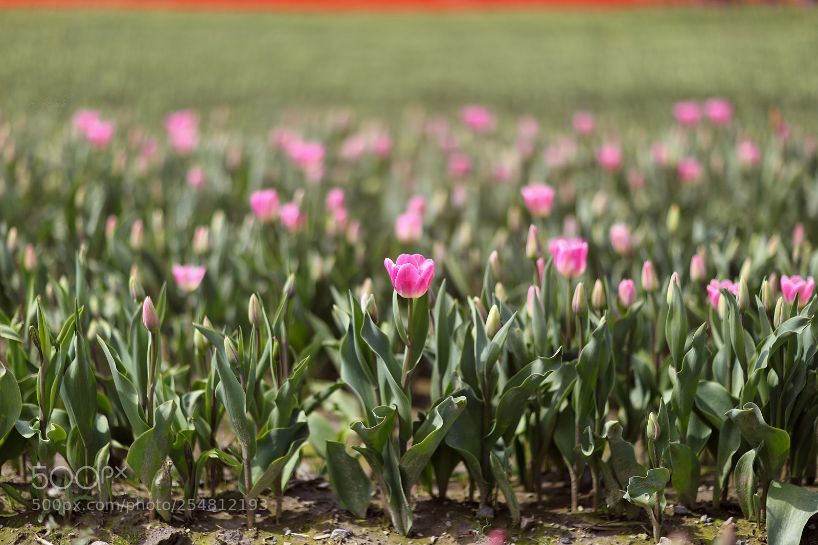 Canon EOS 5DS R sample photo. Tulip festival vancouver photography