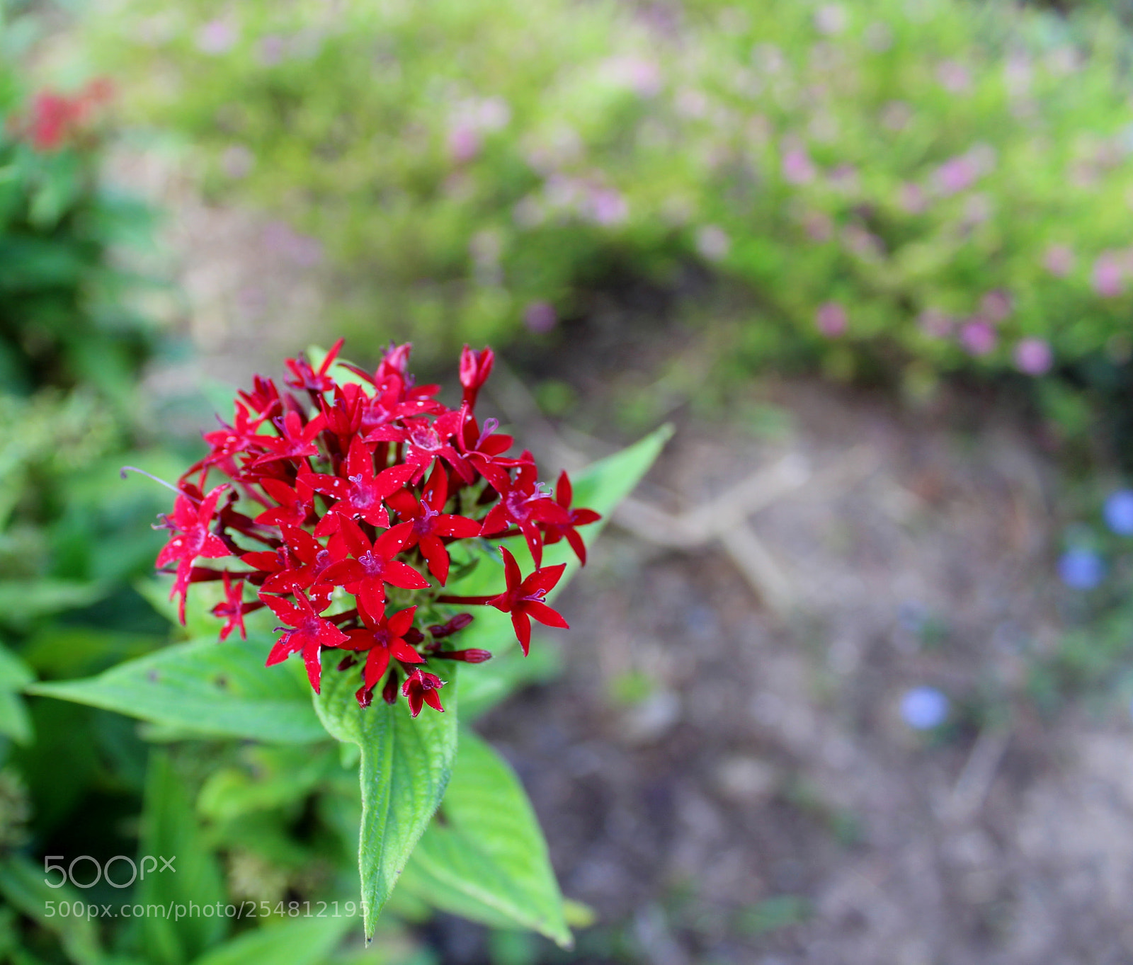 Canon EOS 1300D (EOS Rebel T6 / EOS Kiss X80) sample photo. Flowers photography