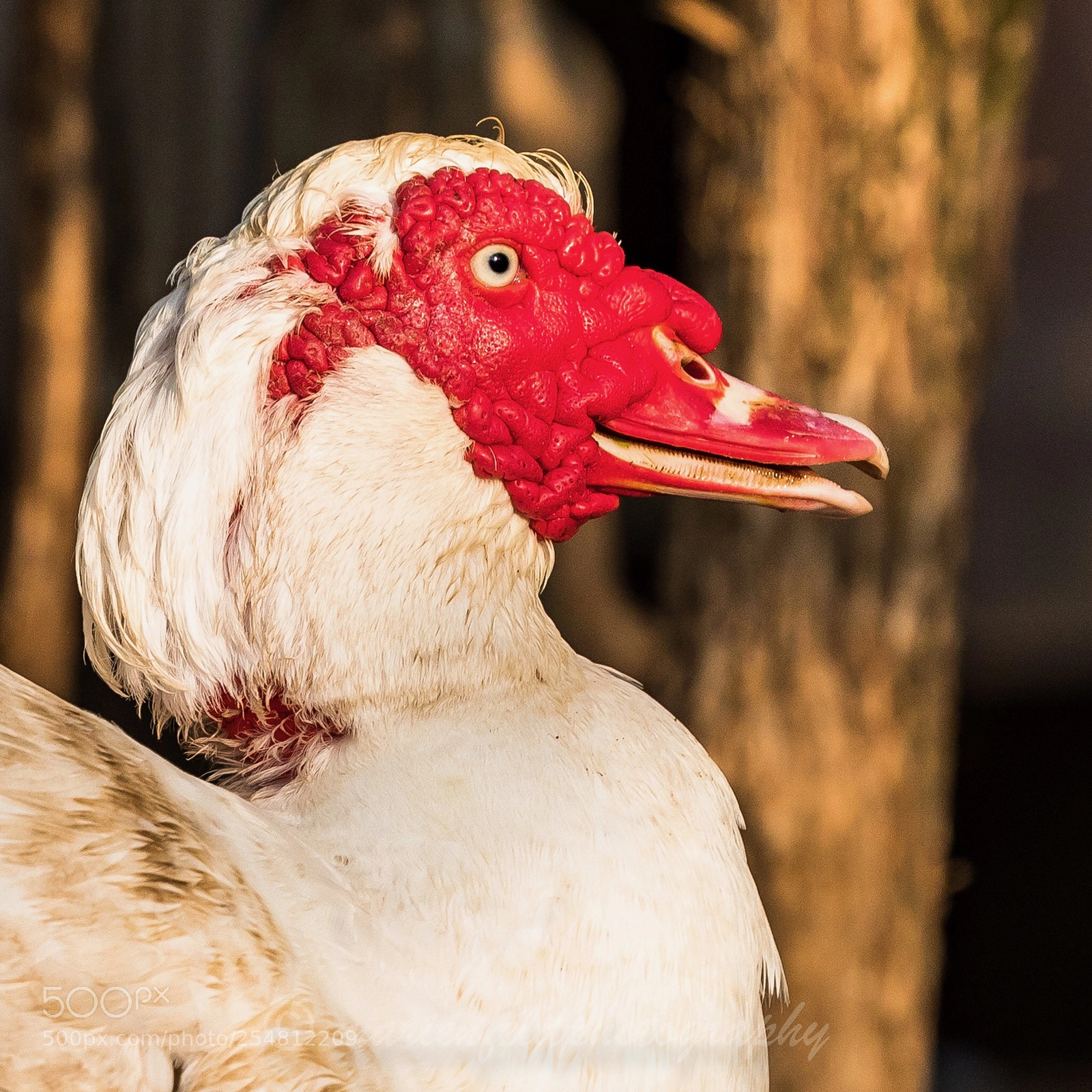 Canon EOS 5D Mark IV sample photo. Wild duck photography
