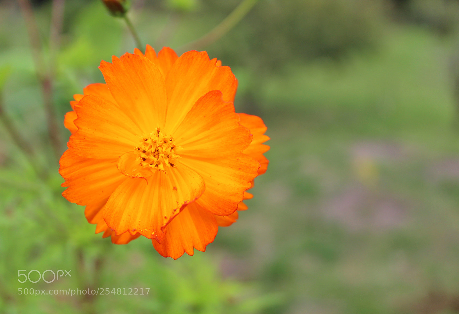 Canon EOS 1300D (EOS Rebel T6 / EOS Kiss X80) sample photo. Flowers photography