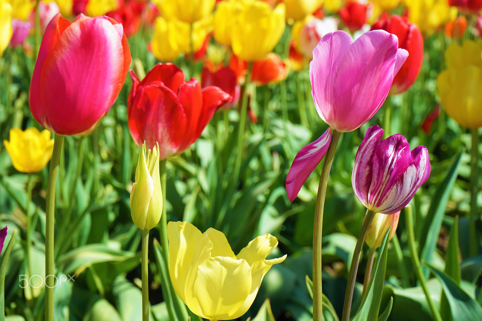 Sony FE 28-70mm F3.5-5.6 OSS sample photo. Wooden shoe tulip festival, woodburn or photography