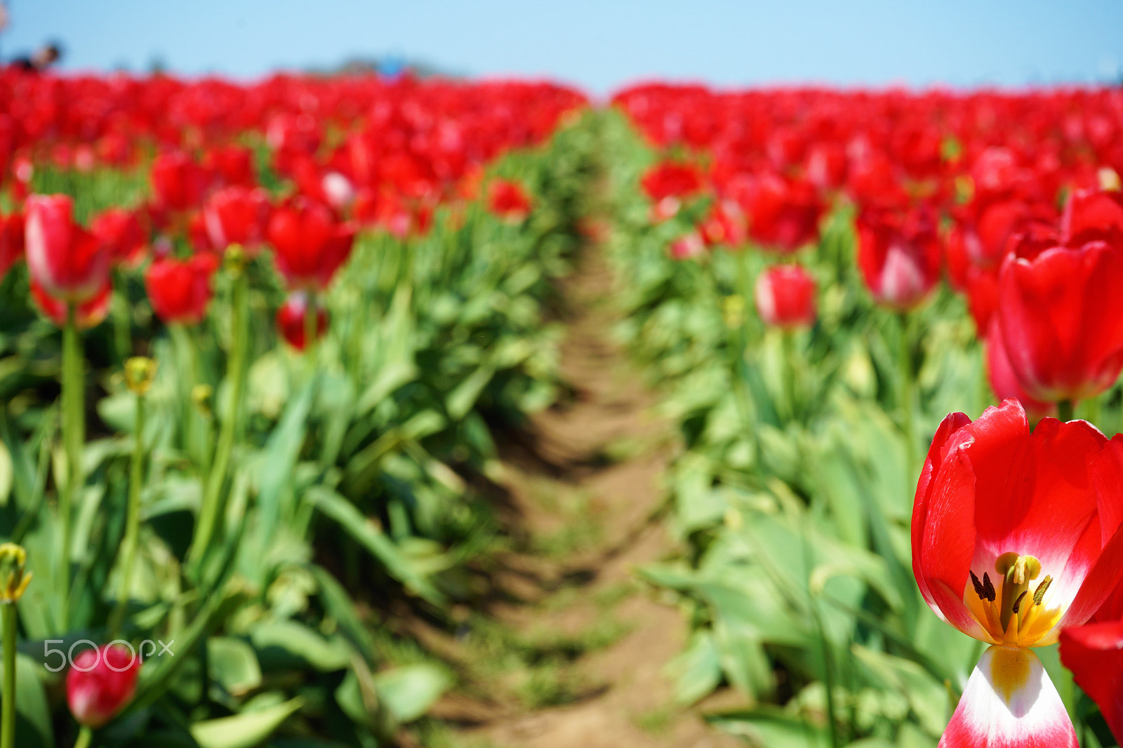Sony FE 28-70mm F3.5-5.6 OSS sample photo. Wooden shoe tulip festival, woodburn or photography